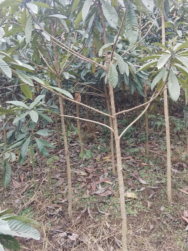 枇杷树