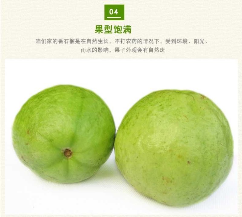 海南番石榴，番石榴，芭乐