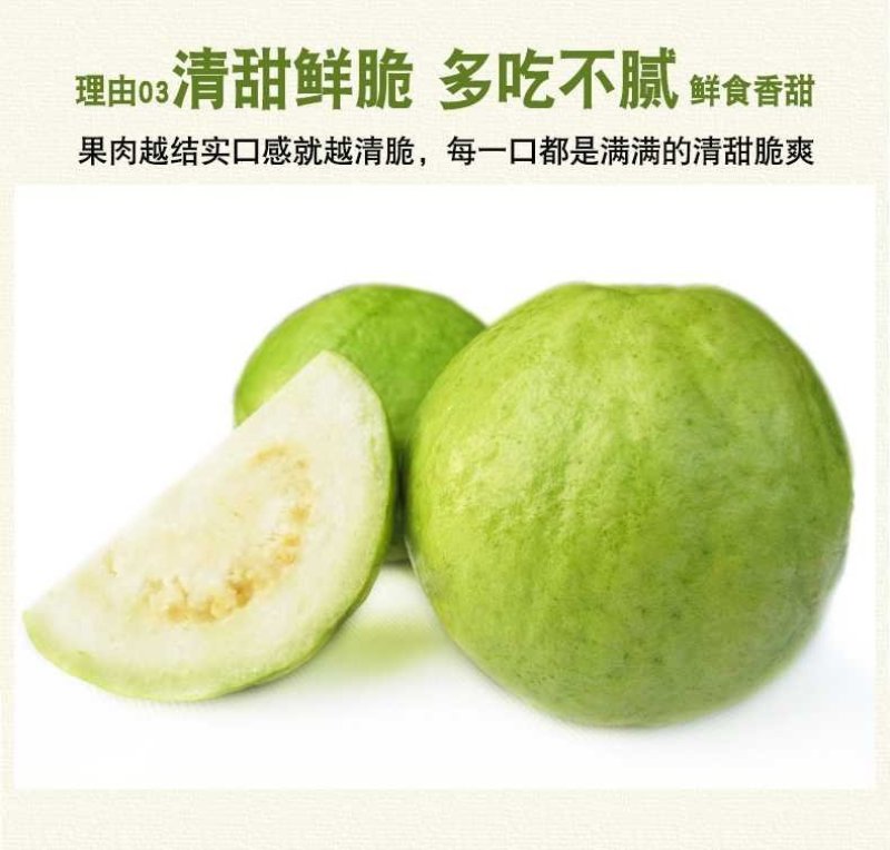 海南番石榴，番石榴，芭乐