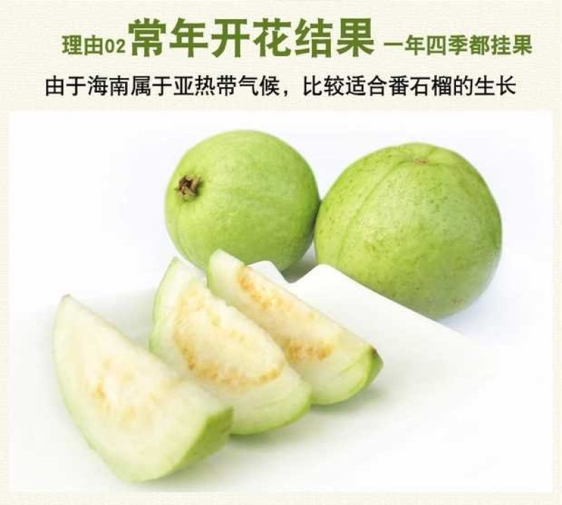 海南番石榴，番石榴，芭乐