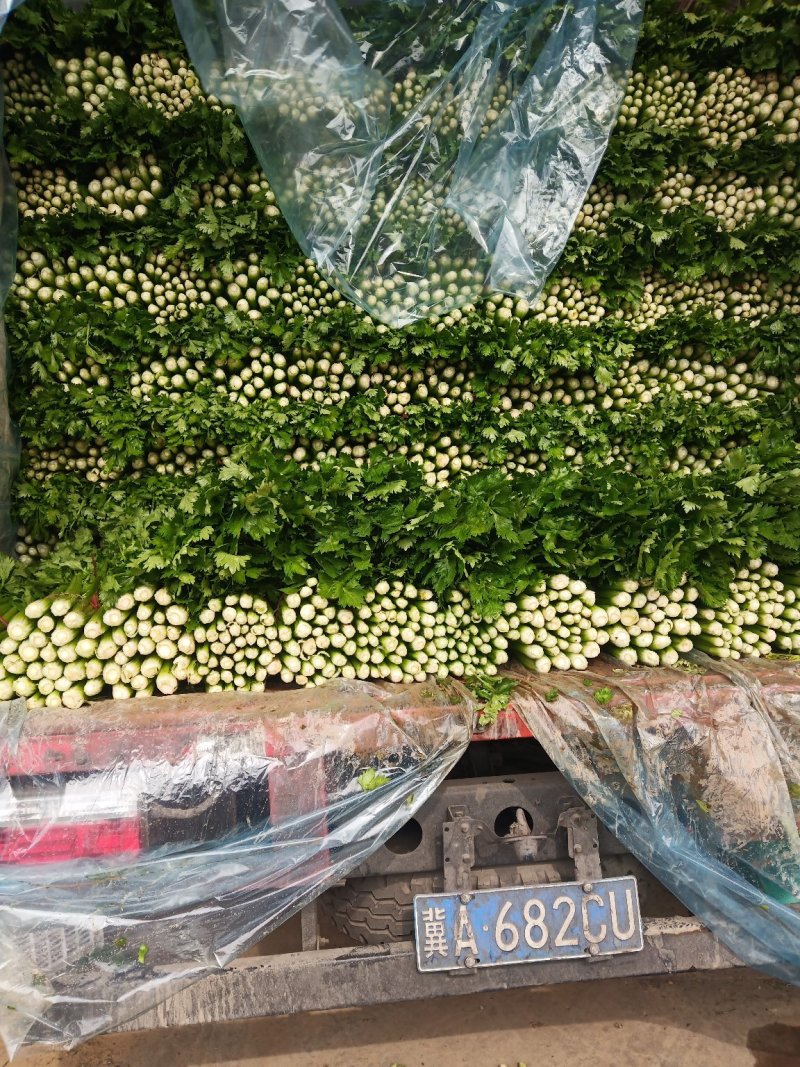 （精品西芹）河北省邯郸市，芹菜大量上市，量大从优欢迎订购