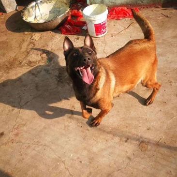 精品马犬，高动力咬口棒，犬舍繁育价格优惠出售