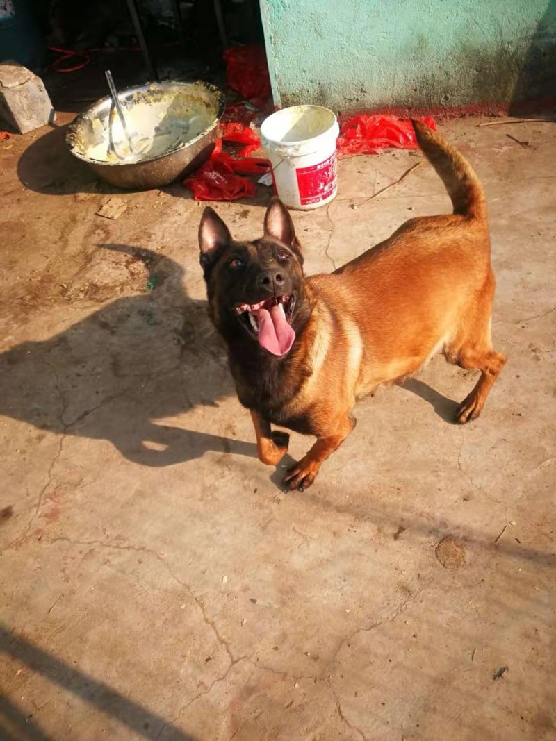 精品马犬，高动力咬口棒，犬舍繁育价格优惠出售