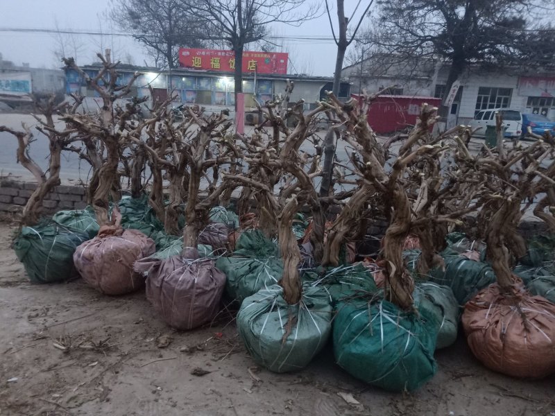 金银花盆景树现在移栽最好成活的时候了，抓紧时间下单了