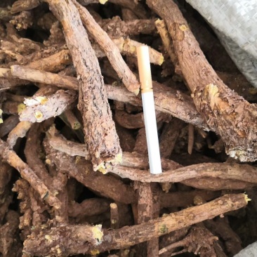 优质黄芩大条手选货、切片货