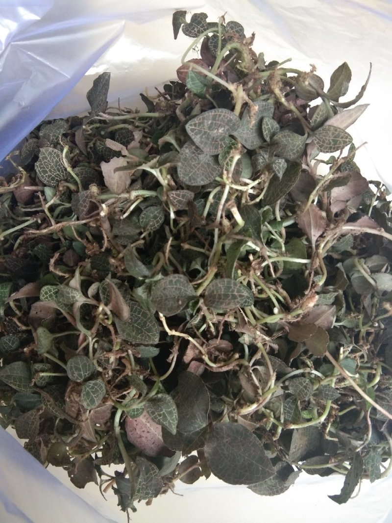 广西来宾金秀大瑶山野生金线莲