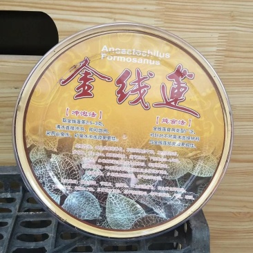 广西来宾金秀大瑶山野生金线莲