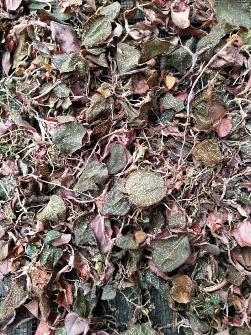 广西来宾金秀大瑶山野生金线莲