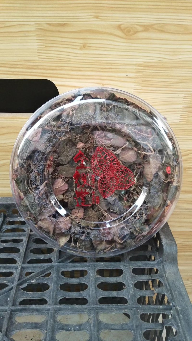 广西来宾金秀大瑶山野生金线莲