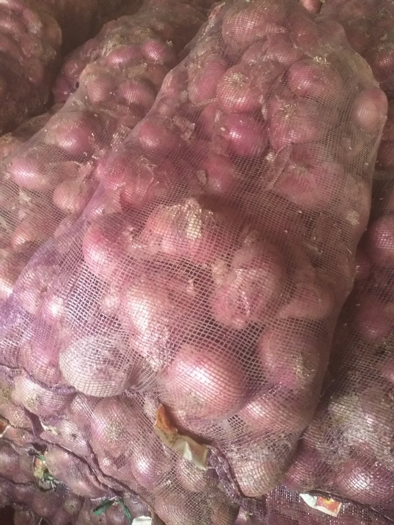 脱水洋葱