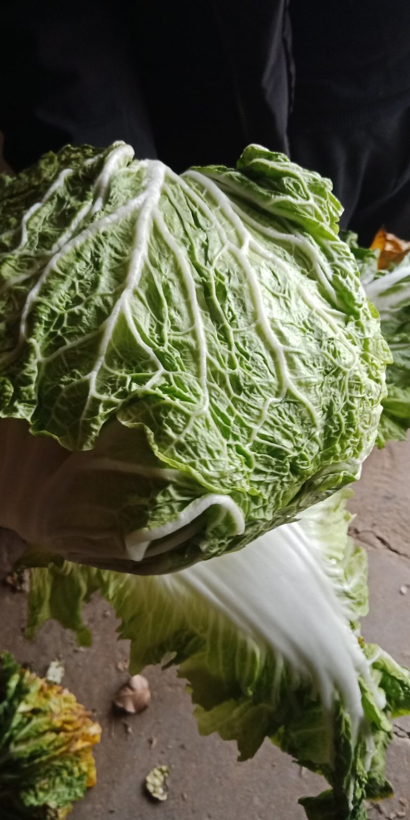 白菜4~6斤鸡腿净菜个头均匀！