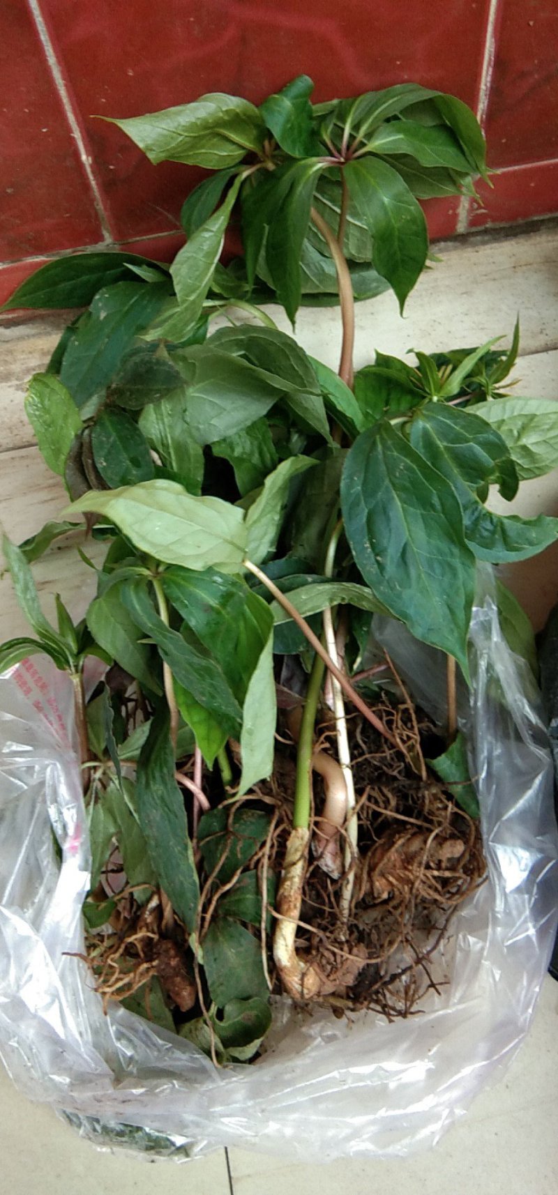 大瑶山野生,重楼,七叶一枝花