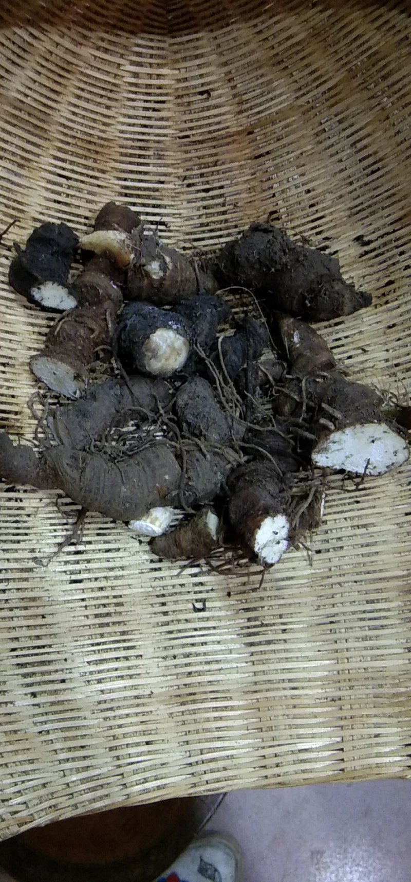 大瑶山野生,重楼,七叶一枝花