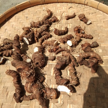 大瑶山野生,重楼,七叶一枝花