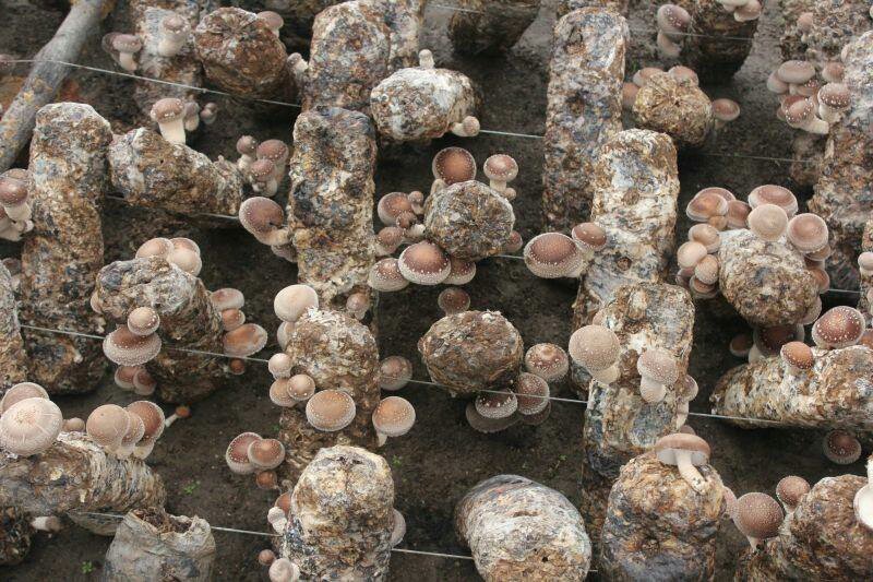 香菇温室大棚