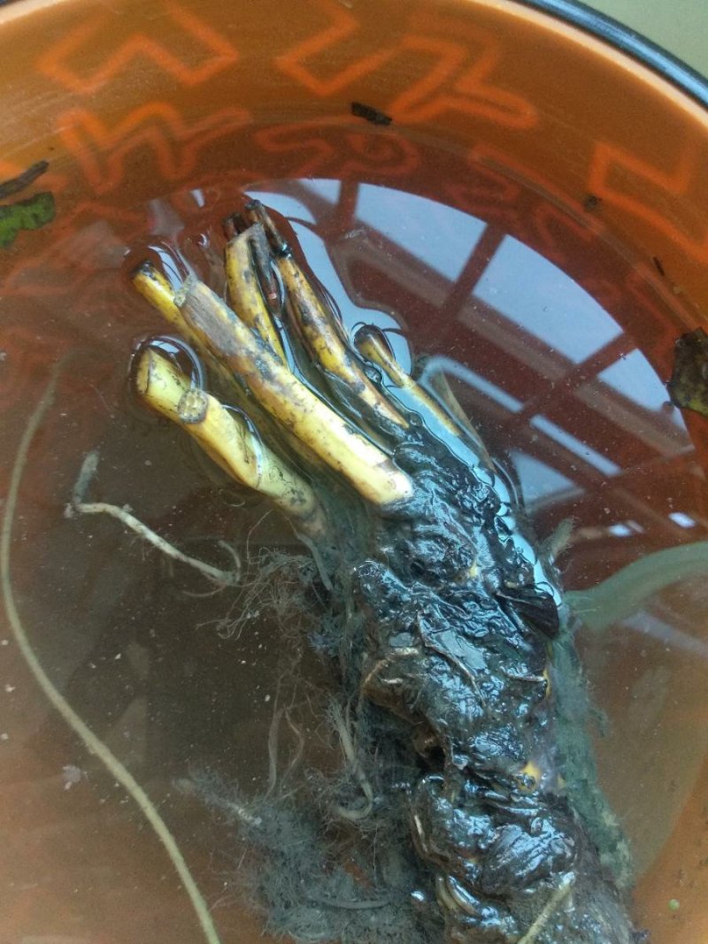 睡莲