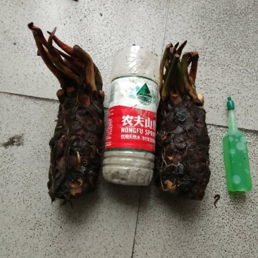 睡莲