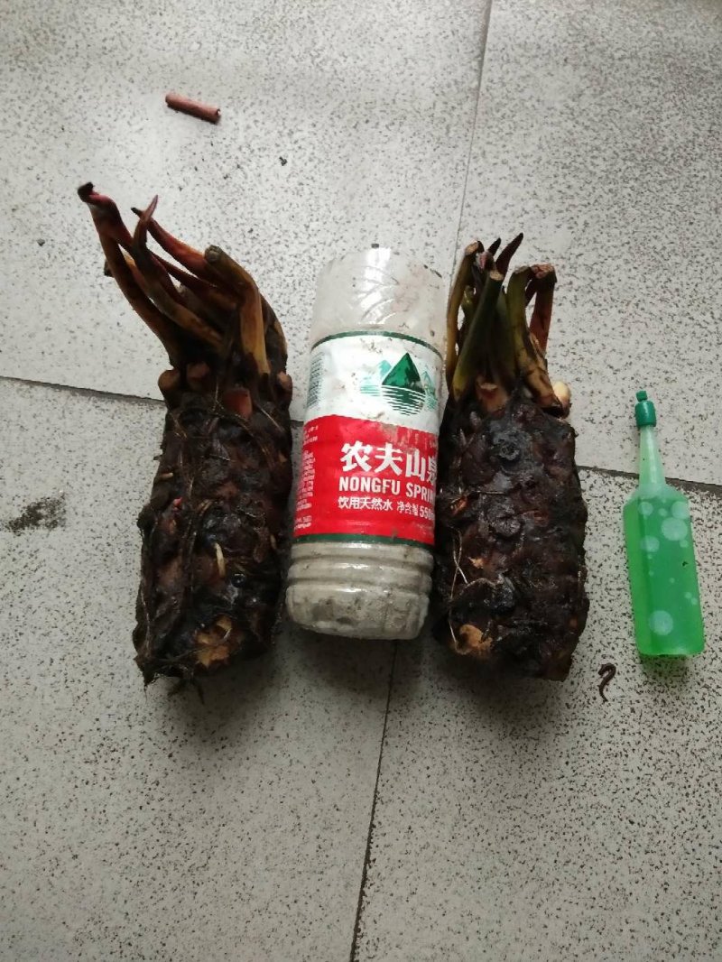 睡莲