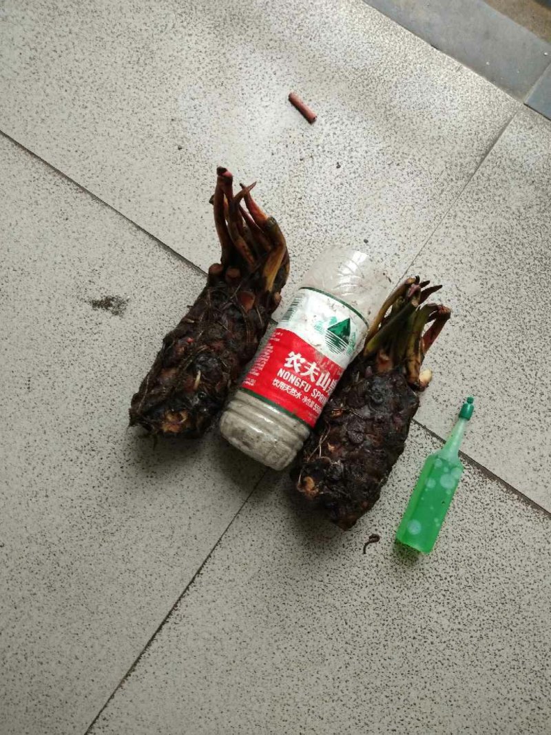 睡莲