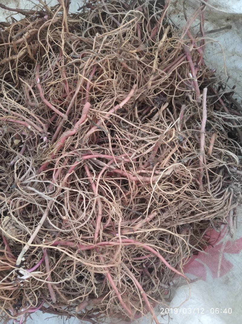 紫菀芽子，品质保证成活率高