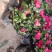 杜鹃花