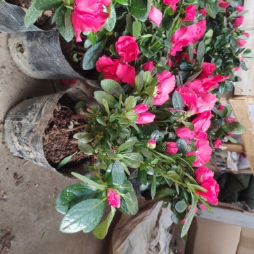 杜鹃花