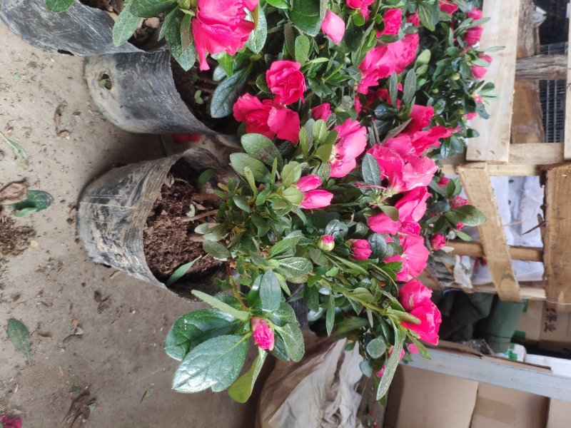 杜鹃花