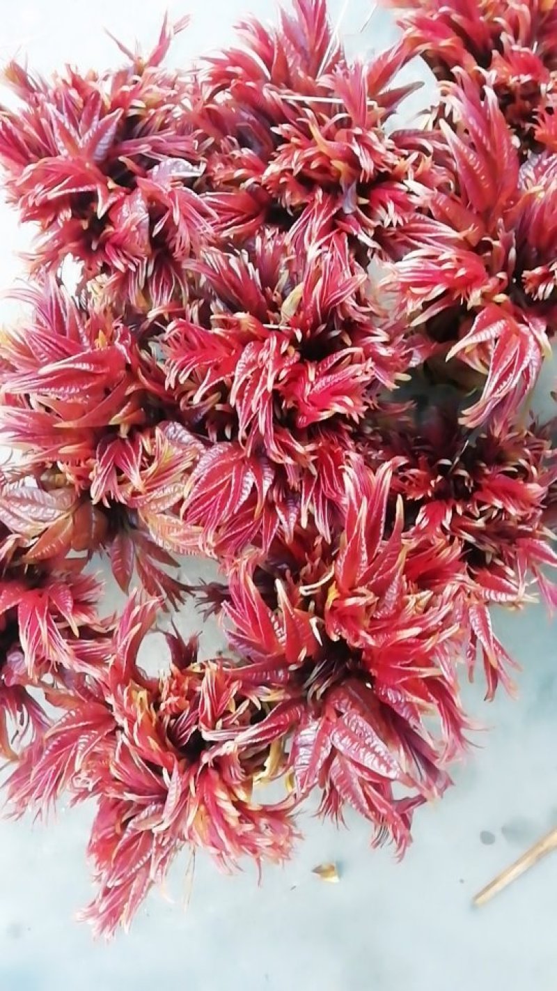 香椿芽“巴山红”基地直发重庆空运到全国各地！