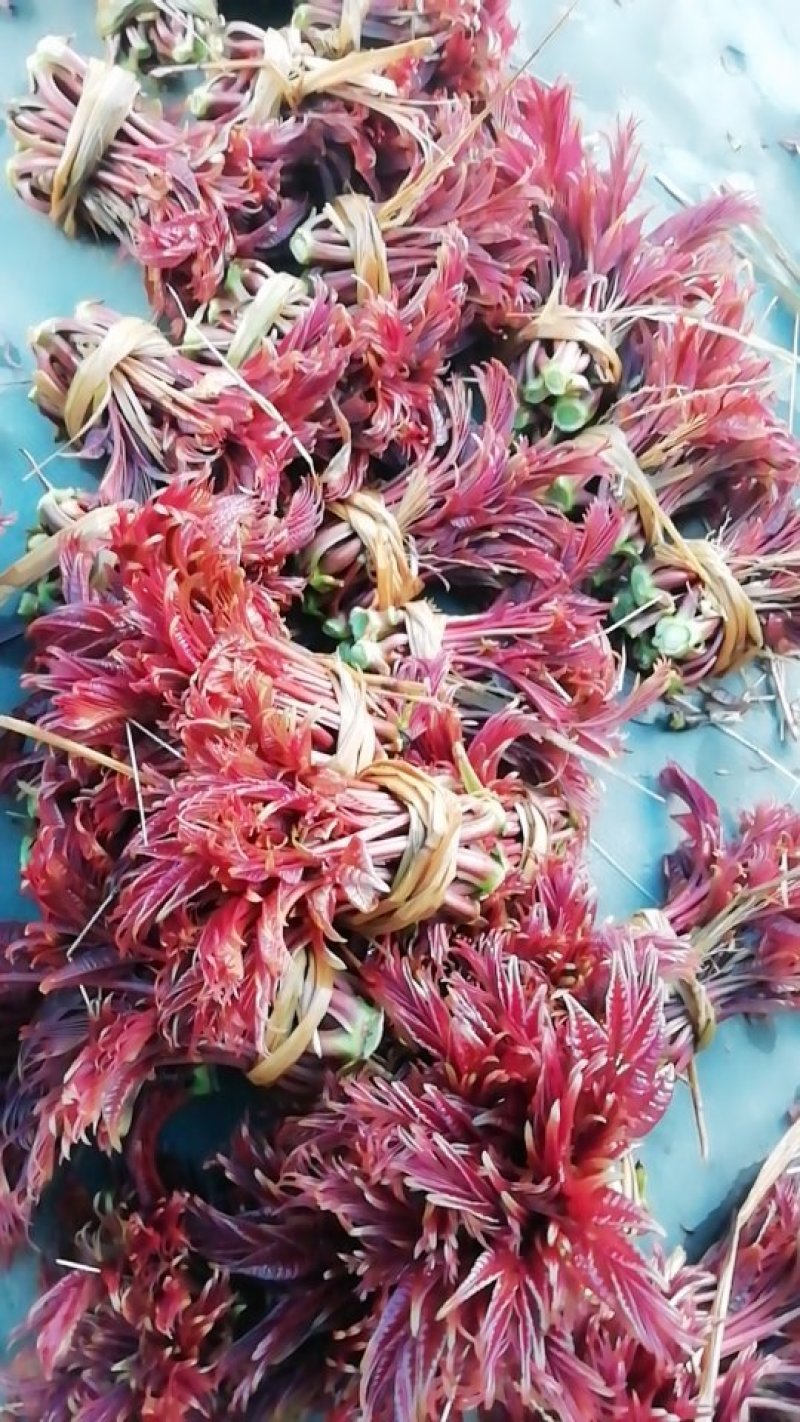 香椿芽“巴山红”基地直发重庆空运到全国各地！