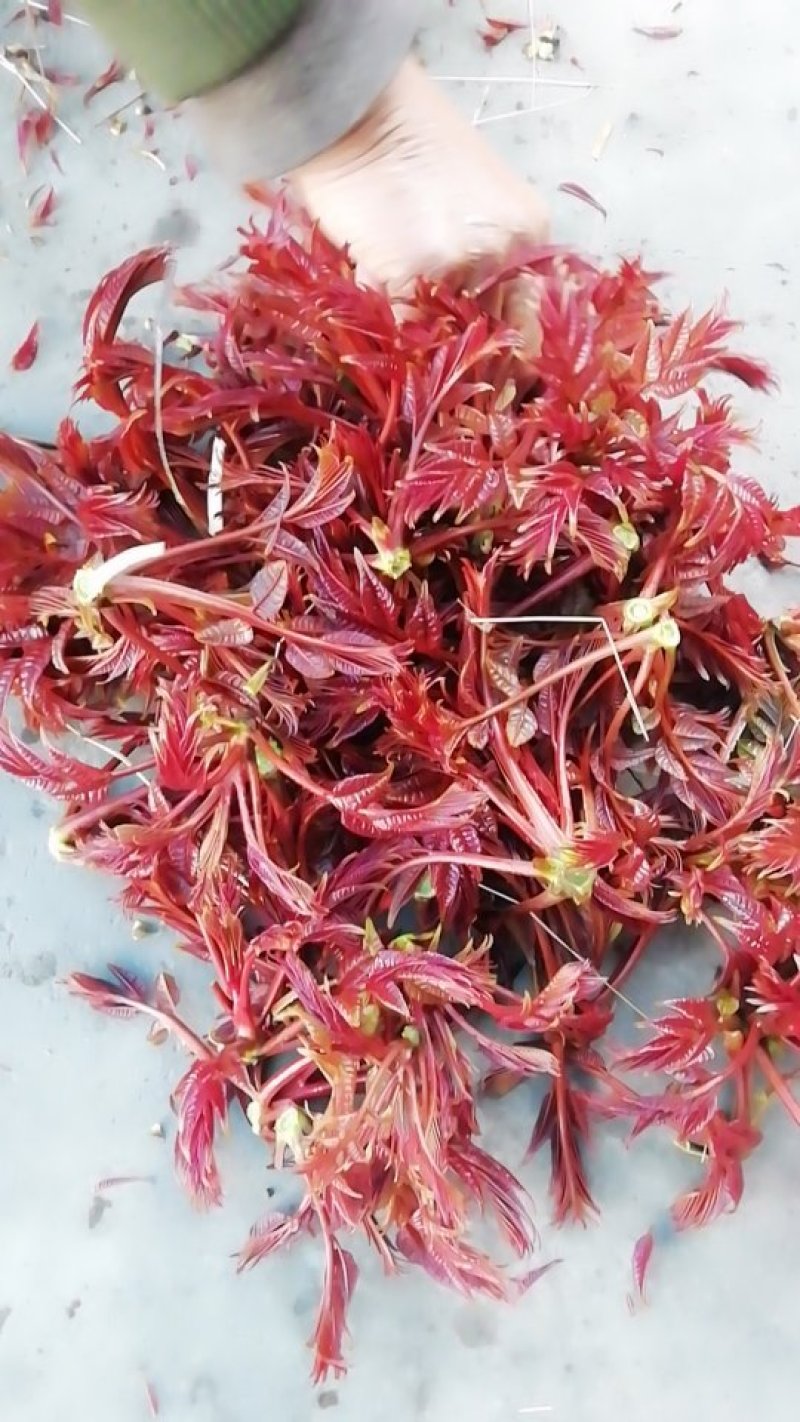 香椿芽“巴山红”基地直发重庆空运到全国各地！