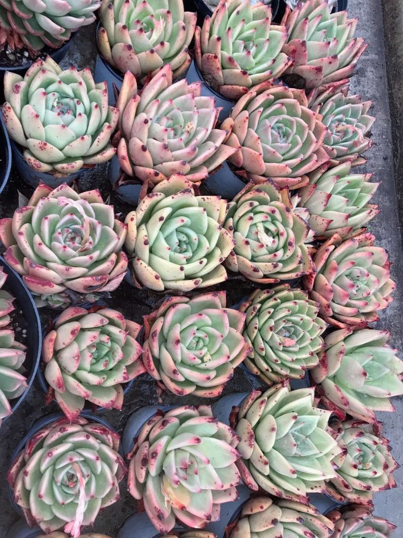 多肉，