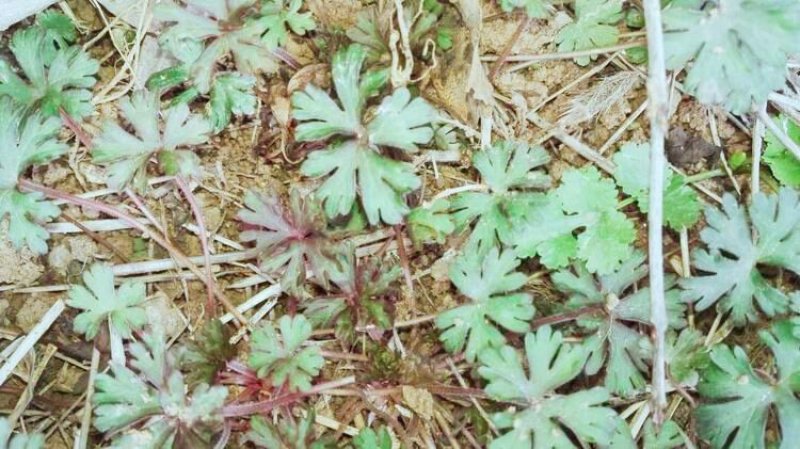秦岭陕西野生老鹳草，无硫熏