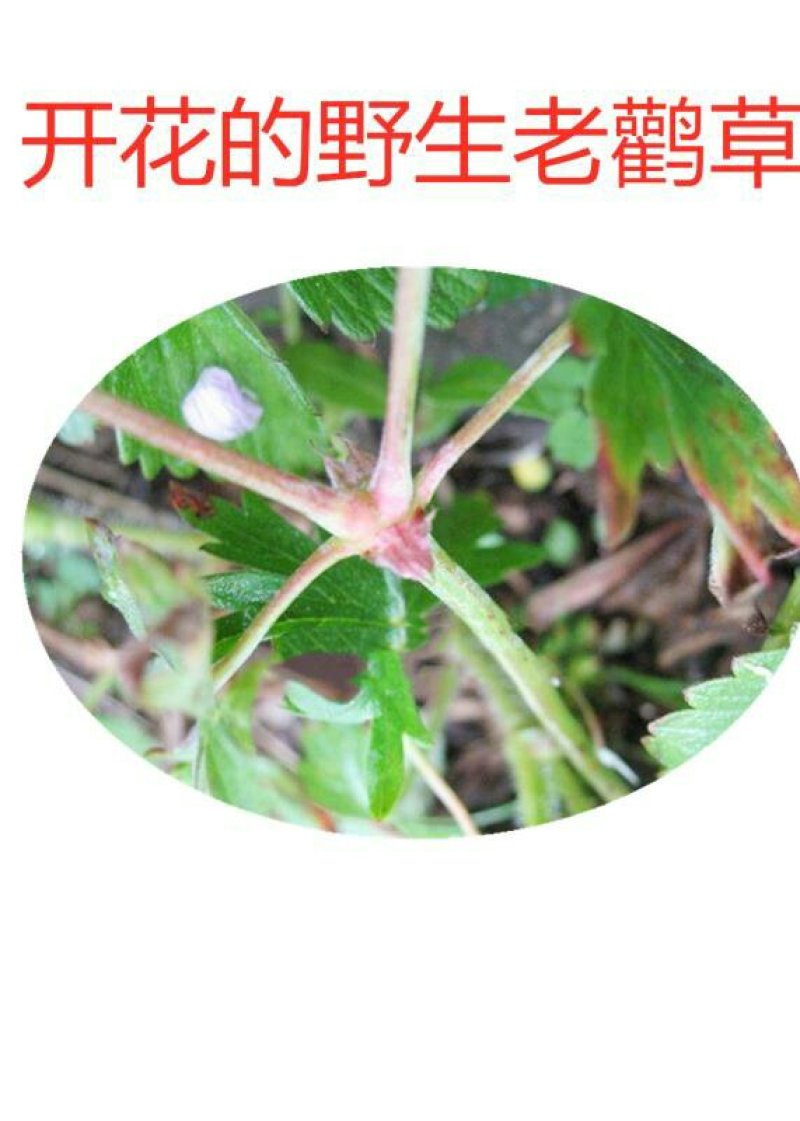 秦岭陕西野生老鹳草，无硫熏