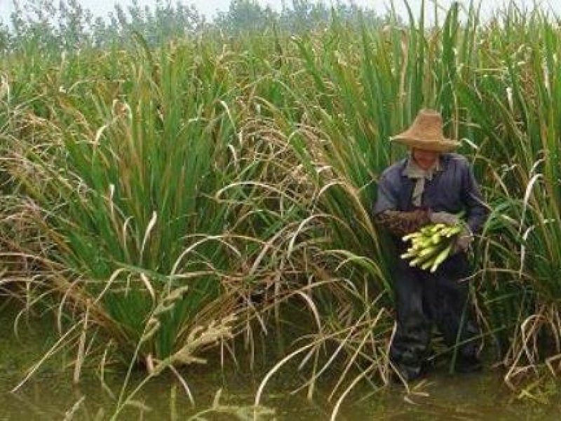 水生早熟型双季茭白苗种苗高笋苗高瓜苗三季茭白苗新苗现挖包