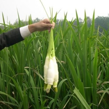 水生早熟型双季茭白苗种苗高笋苗高瓜苗三季茭白苗新苗现挖包