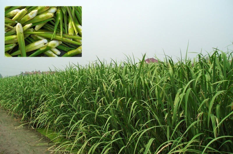 水生早熟型双季茭白苗种苗高笋苗高瓜苗三季茭白苗新苗现挖包