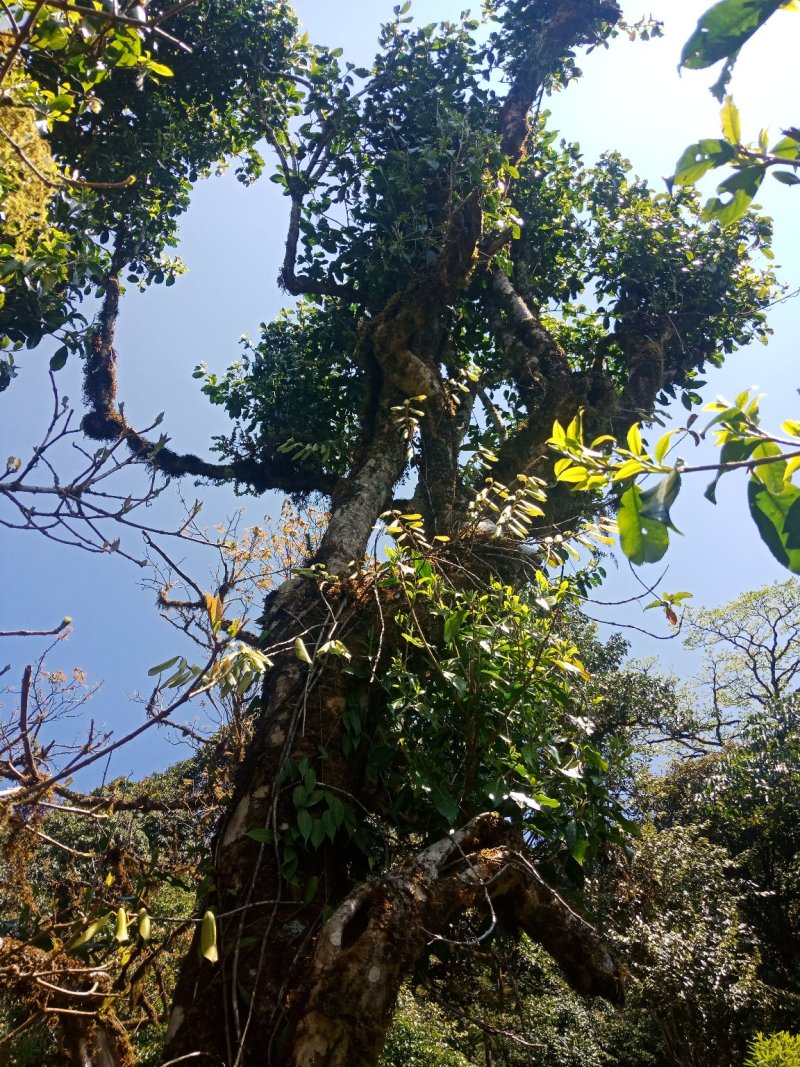 野生型茶