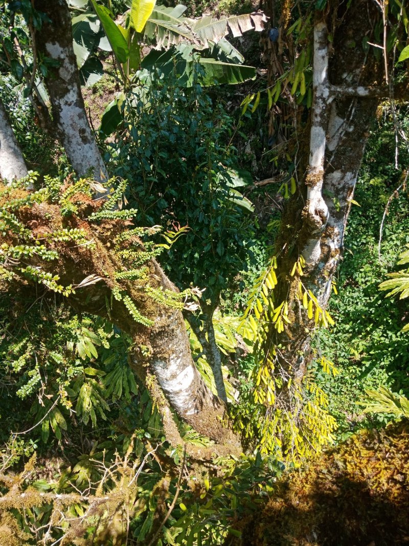 野生型茶