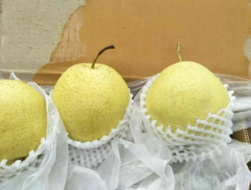 梨赵县雪花梨河北精选雪花梨产地直销脆甜可口