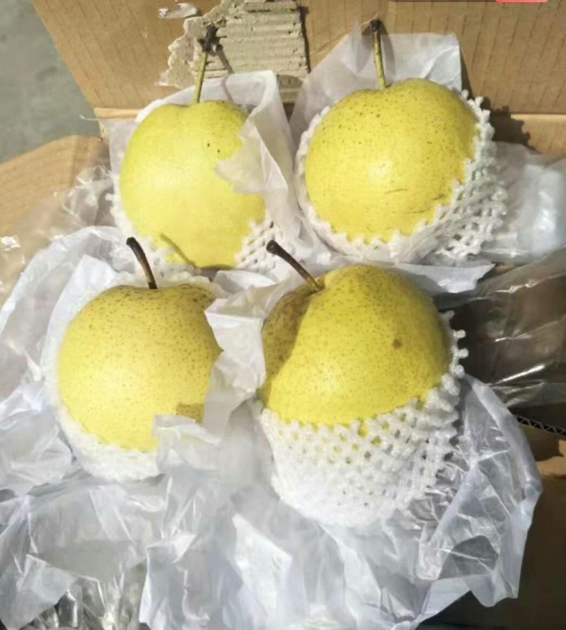 梨赵县雪花梨河北精选雪花梨产地直销脆甜可口