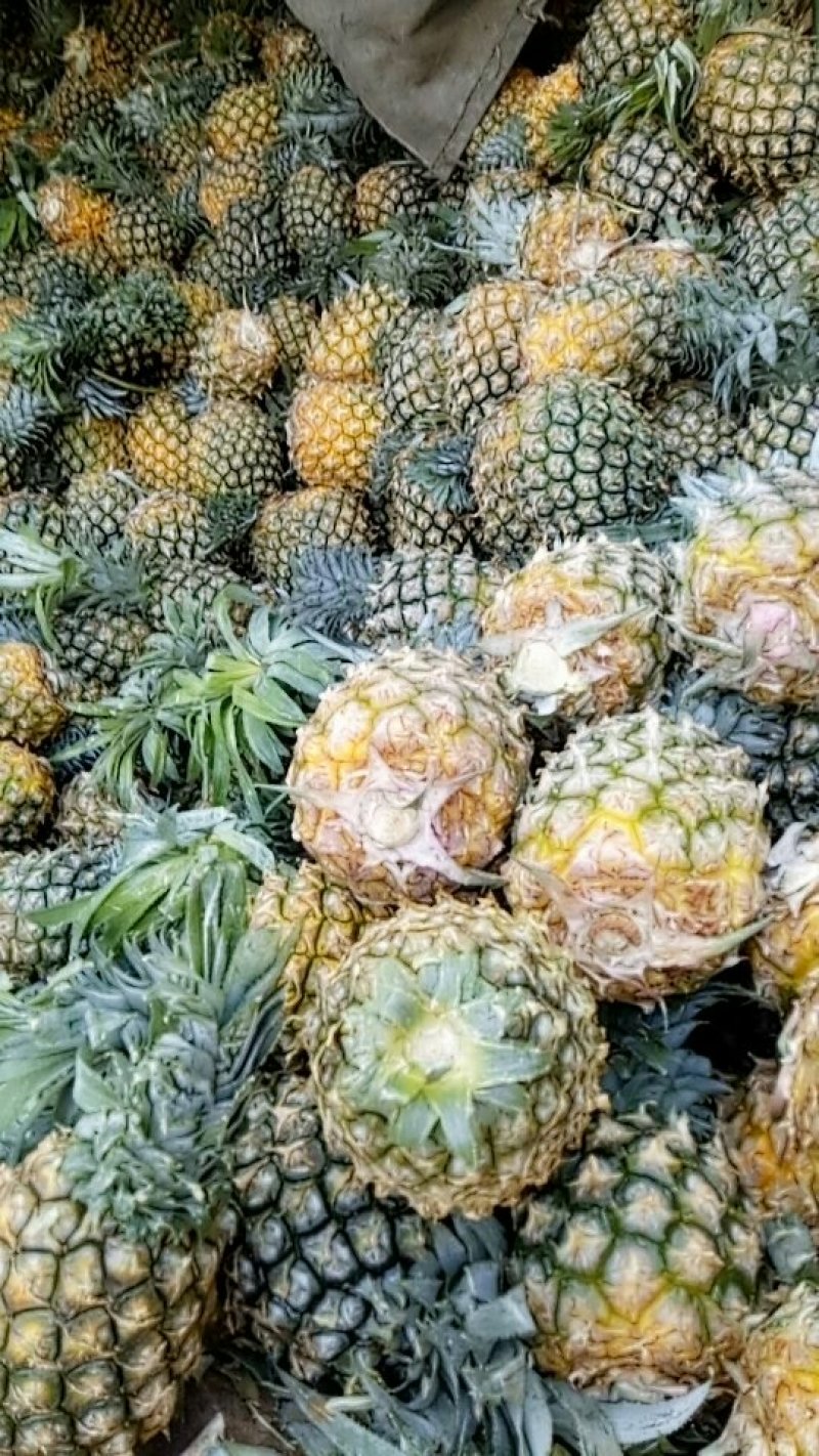 海南香水菠萝
