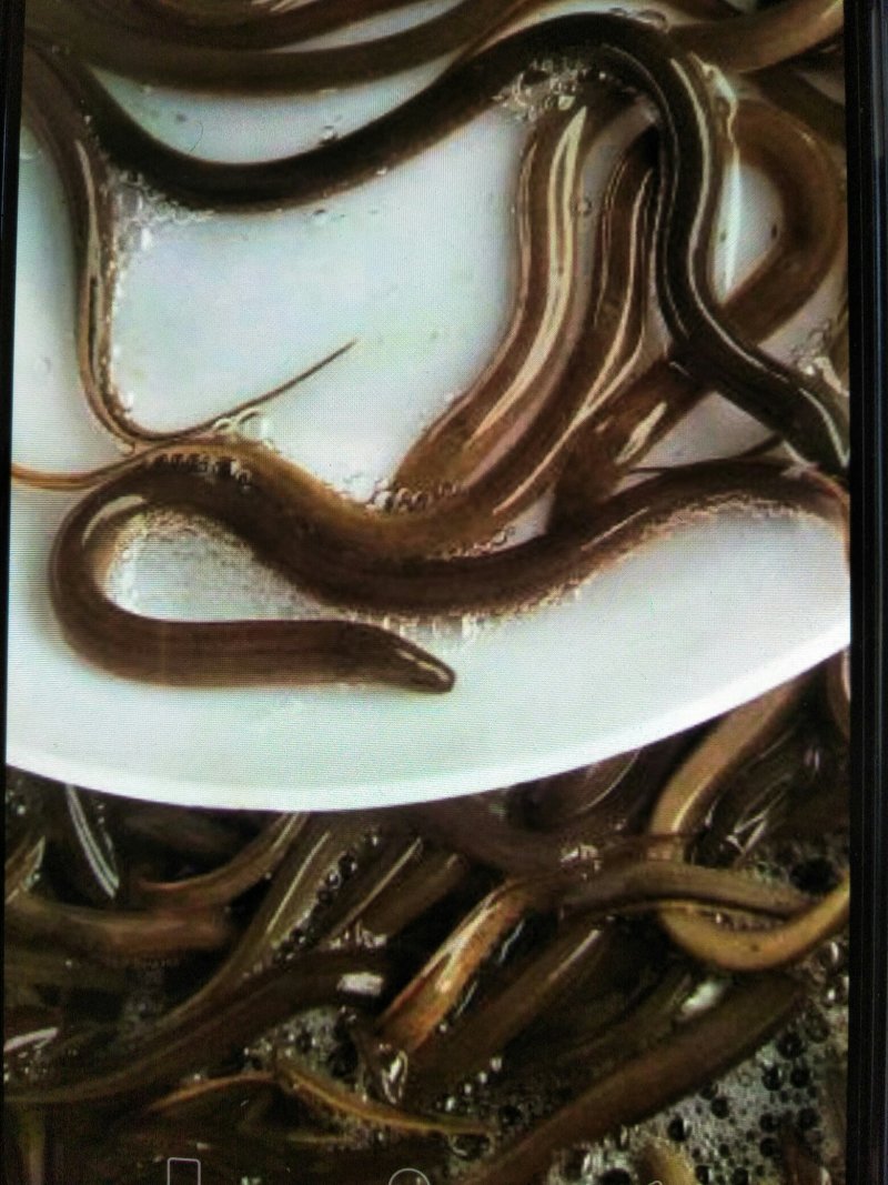 黄鳝苗，各种规格黄鳝苗，量大可免费送货。