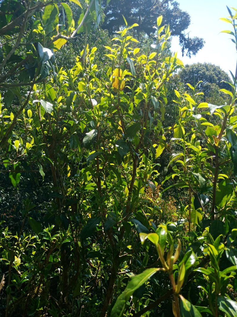 野生型茶