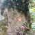 野生型茶