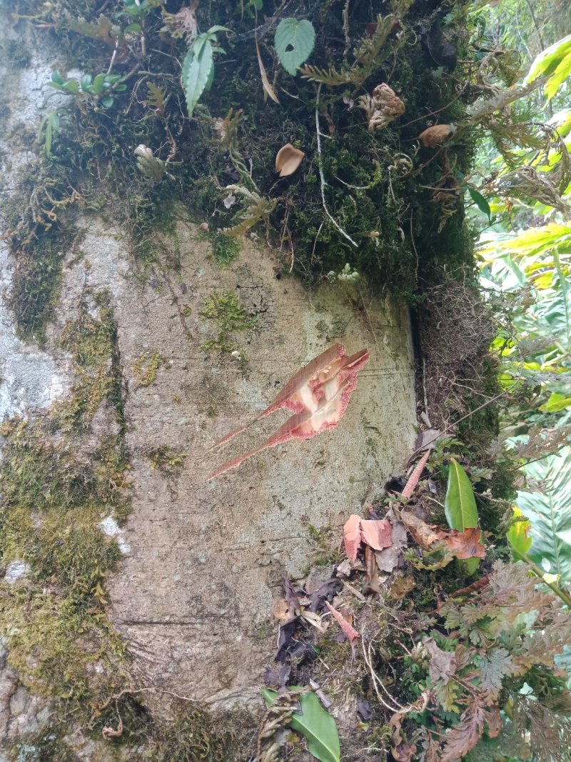 野生型茶