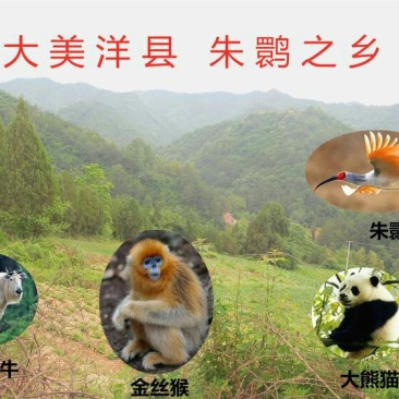 秦岭陕西汉中野菊花，野生，无硫熏