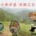 秦岭陕西汉中野菊花，野生，无硫熏