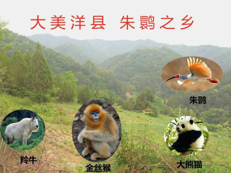 秦岭陕西汉中野菊花，野生，无硫熏