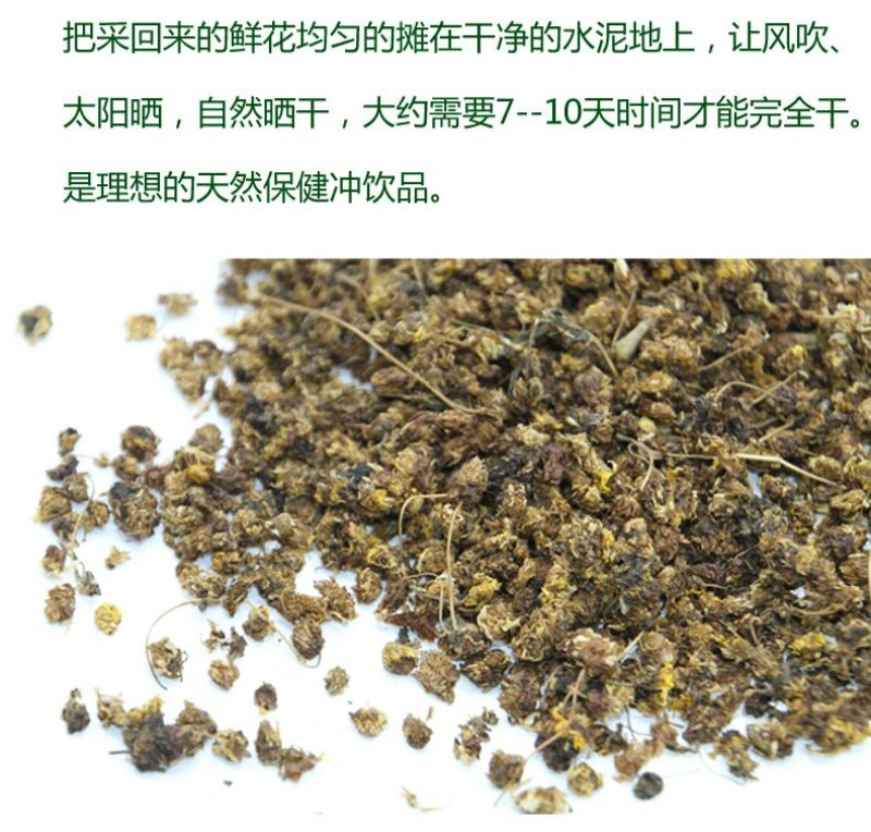 秦岭陕西汉中野菊花，野生，无硫熏