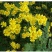 秦岭陕西汉中野菊花，野生，无硫熏